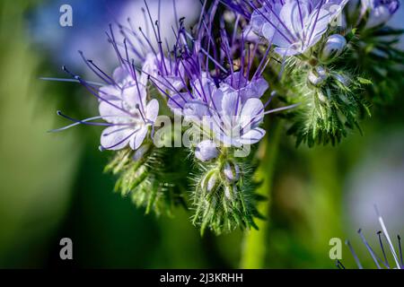 Lacy Phacelia blüht in einem Blumengarten von Oregon; Oregon, Vereinigte Staaten von Amerika Stockfoto