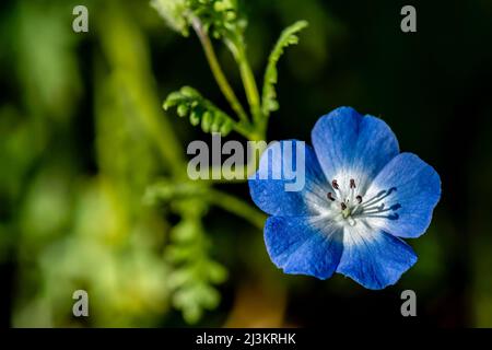 Baby Blue Eyes (Nemophila menziesii) blüht in einem Blumengarten von Oregon; Astoria, Oregon, Vereinigte Staaten von Amerika Stockfoto
