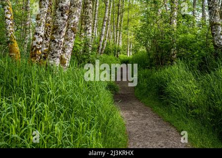 Rotalder (Alnus rubra) und Gras wachsen auf einem Wanderweg in der Nähe von Fort Clatsop in Oregon; Astoria, Oregon, USA Stockfoto