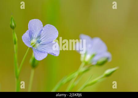 Blauer Flachs (Linum lewisii) blüht in einem Blumengarten von Oregon; Astoria, Oregon, Vereinigte Staaten von Amerika Stockfoto