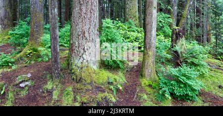 Üppige Pflanzen und Moos wachsen auf einem Waldboden, in der Nähe des Reissees im Lynn Valley Canyon, North Vancouver, BC, Kanada Stockfoto