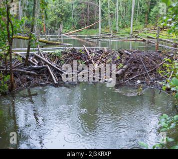 An einem regnerischen Tag stauen Biber in einem Gewässer, Green Timbers Urban Forest; Surrey, British Columbia, Kanada Stockfoto