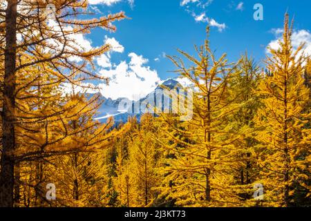 Goldene Lärchen im Lärchental im Banff National Park; Alberta, Kanada Stockfoto