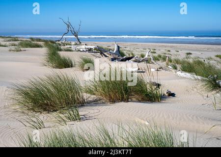 Driftwood und Strandgras befinden sich auf den Dünen am Maxwell Point im Cape Lookout State Park an der Küste von Oregon Stockfoto