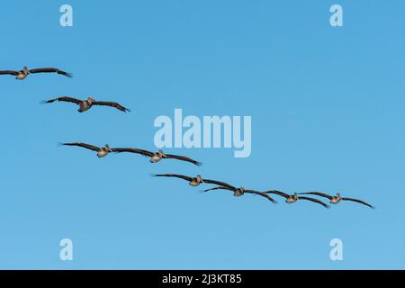 Ein Schwarm brauner Pelikane (Pelecanus occidentalis) fliegt am Cape Disappointment State Park in Washington, USA, vorbei Stockfoto