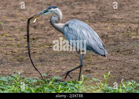 Der große Blaureiher (Ardea herodias) fängt eine westliche Garnelenschlange (Thamnophis elegans) im Ridgefield National Wildlife Refuge Stockfoto