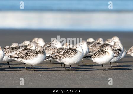 Eine Schar von Sanderlings (Calidris alba) schläft am Strand im Cape Disappointment State Park in Washington, USA Stockfoto