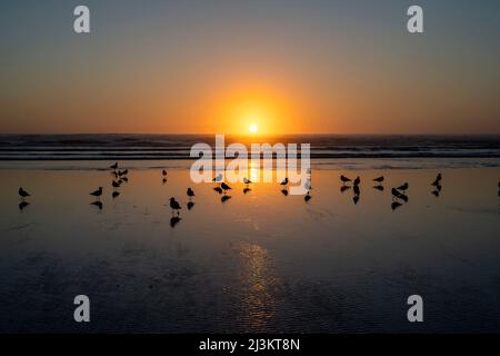 Möwen teilen sich einen Sonnenuntergang am Chapman Beach in der Nähe von Cannon Beach an der Küste von Oregon; Cannon Beach, Oregon, USA Stockfoto