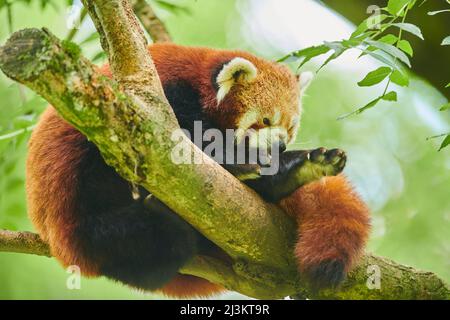 Roter Panda (Ailurus fulgens) in einem Baum sitzend, gefangen; Tschechische Republik Stockfoto