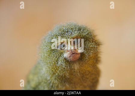 Westliches Pygmäenmarmoset (Cebuella pygmaea) mit Blick auf die Kamera, gefangen; Tschechische Republik Stockfoto