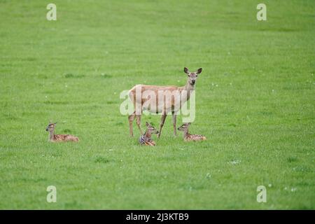Rotwild (Cervus elaphus) mit drei Rehkitz auf einer Wiese; Bayern, Deutschland Stockfoto