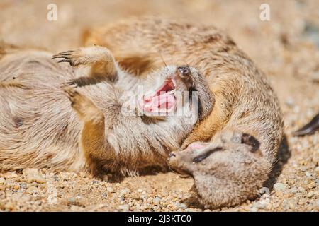 Zwei Erdmännchen oder surikate (Suricata suricatta) liegen auf dem Boden, einer gähnend und einer schlafend, gefangen; Bayern, Deutschland Stockfoto