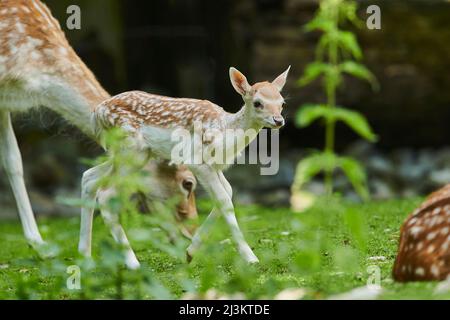 Europäischer Damhirsch (Dama dama) Rehkitz mit Rehe; Tschechische Republik Stockfoto