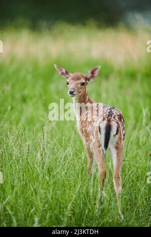 Europäisches Damwild oder gewöhnliches Damwild (Dama dama) Rehbild; Bayern, Deutschland Stockfoto