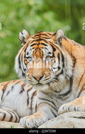 Sibirischer Tiger (Panthera tigris tigris) Porträt, gefangen; Bayern, Deutschland Stockfoto