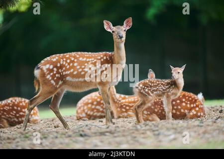 Europäischer Damhirsch (Dama dama) Rehwild und Rehwild auf einer Wiese, gefangen; Tschechien Stockfoto