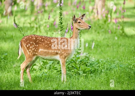 Europäischer Damhirsch oder gewöhnlicher Damhirsch (Dama dama) doe Portrait; Bayern, Deutschland Stockfoto