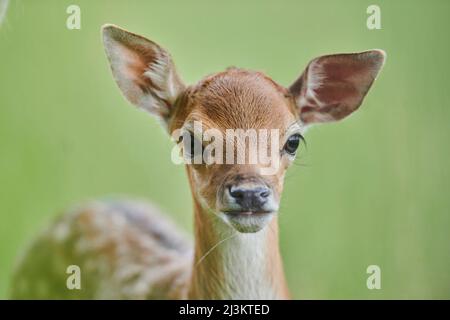 Europäisches Damwild oder gewöhnliches Damwild (Dama dama) Rehbild; Bayern, Deutschland Stockfoto