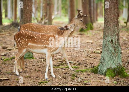 Europäischer Damhirsch oder gewöhnlicher Damhirsch (Dama dama) Buck and Reh; Bayern, Deutschland Stockfoto