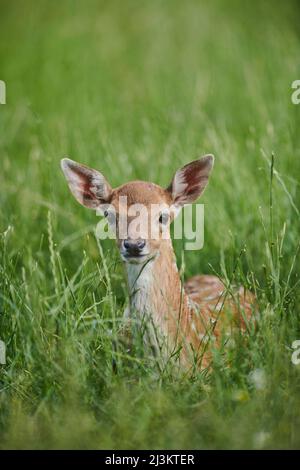 Europäischer Damhirsch oder gewöhnlicher Damhirsch (Dama dama), im Gras liegend; Bayern, Deutschland Stockfoto