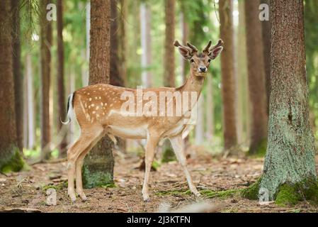 Europäischer Damhirsch oder gewöhnlicher Damhirsch (Dama dama) mit wachsendem Geweih; Bayern, Deutschland Stockfoto