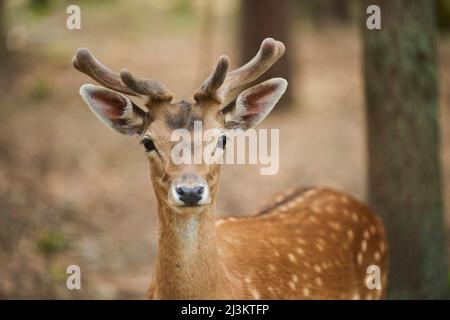 Europäischer Damhirsch oder gewöhnlicher Damhirsch (Dama dama) mit wachsendem Geweih; Bayern, Deutschland Stockfoto