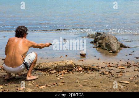 Im Isla Coiba National Park nutzt ein Besucher einen Teleskopauszug, der an einer Kamera befestigt ist, um ein amerikanisches Krokodil (Crocodylus acutus) bei c... Stockfoto