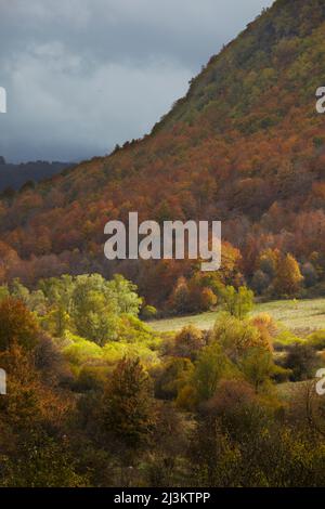 Herbstfarben in einem Wald, Abruzzen Latium und Molise Nationalpark; Abruzzen, Italien Stockfoto