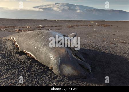 Langflossentürfer (Globicephala melas), der am Strand von Ingolfshofdi, nahe Jokulsarlon, an der Südküste Islands, aufgeschwemmt wird; Island Stockfoto