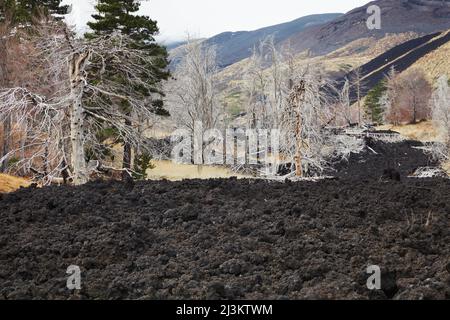 Beschädigter Wald und Lavastrom bei Piano Provenzano, an den Nordhängen des Ätna; Sizilien, Italien Stockfoto