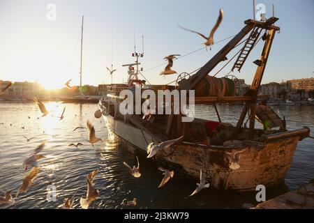 Schwarzkopfmöwen um ein Fischerboot, Trani, Italien.; Trani, Apulien, Italien. Stockfoto