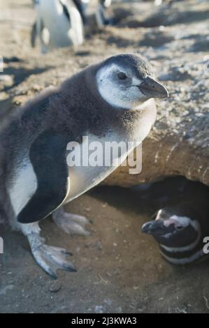 Ein Magellanic Pinguin Küken, Sheniscus magellanicus, in Patagonien.; Isla Magdalena, Magellan Strait, Punta Arenas, Patagonien, Chile. Stockfoto