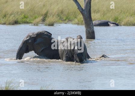 Ein Paar afrikanischer Elefanten, Teil einer großen Herde, kühlt sich im Fluss ab. Krüger National Park, Südafrika. Stockfoto