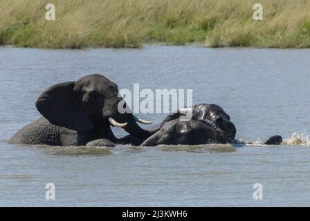 Afrikanische Elefanten, die Spaß haben und im Fluss spielen, Kruger Nationalpark, Südafrika Stockfoto