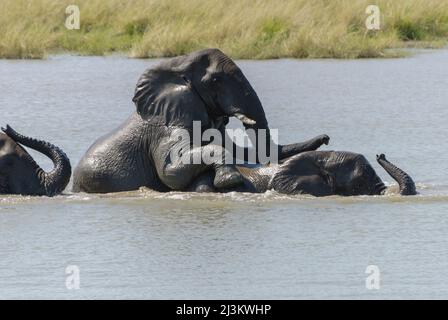 Afrikanische Elefanten, die Spaß haben und im Fluss spielen, Kruger Nationalpark, Südafrika Stockfoto