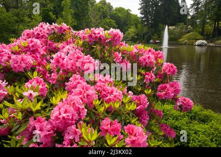 Rhododendron und ein Teich mit Brunnen in Crystal Springs Rhododendron Garden; Portland, Oregon, Vereinigte Staaten von Amerika Stockfoto