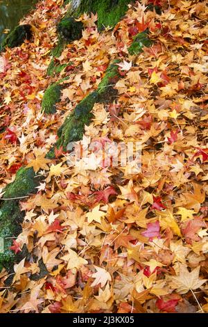 Ein Waldboden, der mit einer dicken Schicht herbstlicher Blätter und moosigen Baumwurzeln bedeckt ist; Portland, Oregon, USA Stockfoto