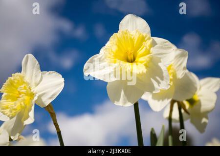 Nahaufnahme von blühenden Narzissen im Sonnenlicht; Oregon, USA Stockfoto