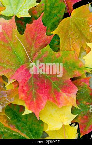 Im Herbst schweben im Mount Rainier National Park Ahornblätter (Acer circinatum) mit Wassertropfen auf dem Wasser, die sich in wechselnden Farben ändern Stockfoto