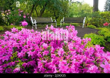 Parkbänke auf einem Pfad mit blühenden rosa Rhododendren im Vordergrund, Crystal Springs Rhododendron Garden Stockfoto