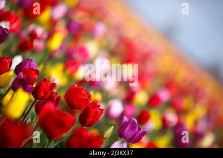 In einem Tulpenfeld blühen farbenfrohe Tulpen; Woodburn, Oregon, Vereinigte Staaten von Amerika Stockfoto