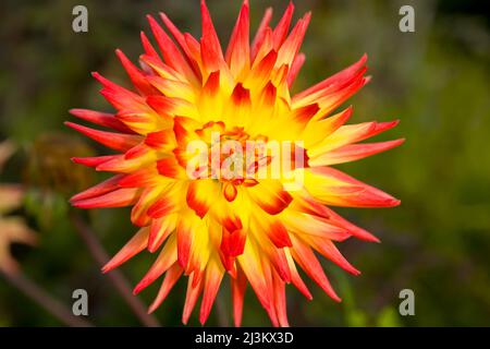 Rote und gelbe Dahlie in voller Blüte; Oregon, Vereinigte Staaten von Amerika Stockfoto