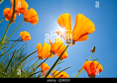 Blühende kalifornische Mohnblumen (Eschscholzia Calicfornica) unter blauem Himmel und Sonne; Oregon, Vereinigte Staaten von Amerika Stockfoto