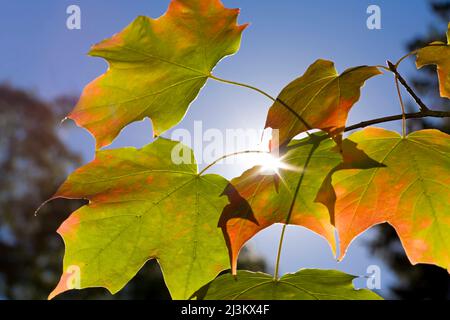 Weinahornblätter (Acer circinatum) auf einem Baum, der im Herbst von sonnenbeschienenen und wechselnden Farben beleuchtet wird, dem Mount Rainier National Park Stockfoto