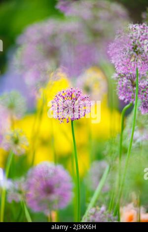 Zarte Blumen blühen in einem Garten voller Farben, Schreiner's Iris Gardens; Salem, Oregon, USA Stockfoto