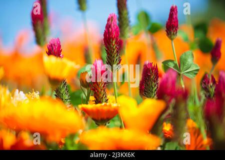 Nahaufnahme einer Vielzahl von Wildblumen auf einer Wiese und am blauen Himmel; Hood River, Oregon, USA Stockfoto