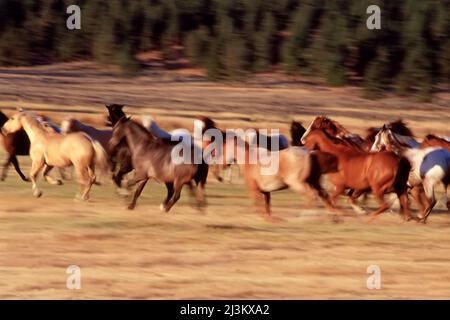 Pferde laufen auf einem sonnenbeschienenen Feld; Seneca, Oregon, USA Stockfoto