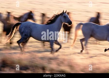 Pferde, die bei Sonnenaufgang auf einem Feld laufen; Seneca, Oregon, USA Stockfoto