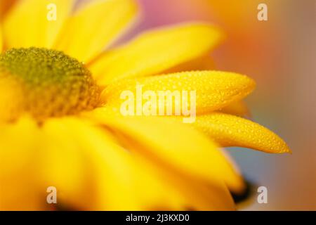 Nahaufnahme einer gelben Blume aus der Familie der Sonnenblumen mit Wassertropfen auf den Blütenblättern; Washington, USA Stockfoto