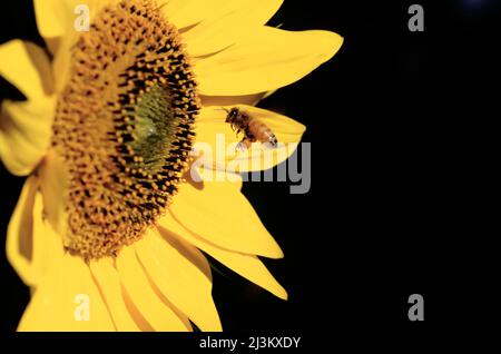 Biene, die in der Nähe der Mitte einer Sonnenblume schwebt; Oregon, USA Stockfoto